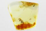 Detailed Fossil Silvanid Flat Bark Beetle (Silvaninae) in Baltic Amber #349446-1